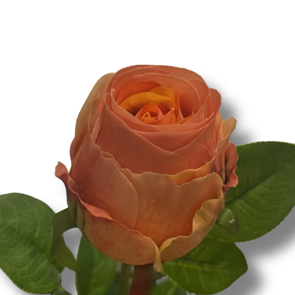 Klassieke hoogwaardige rozen  74 cm -OR