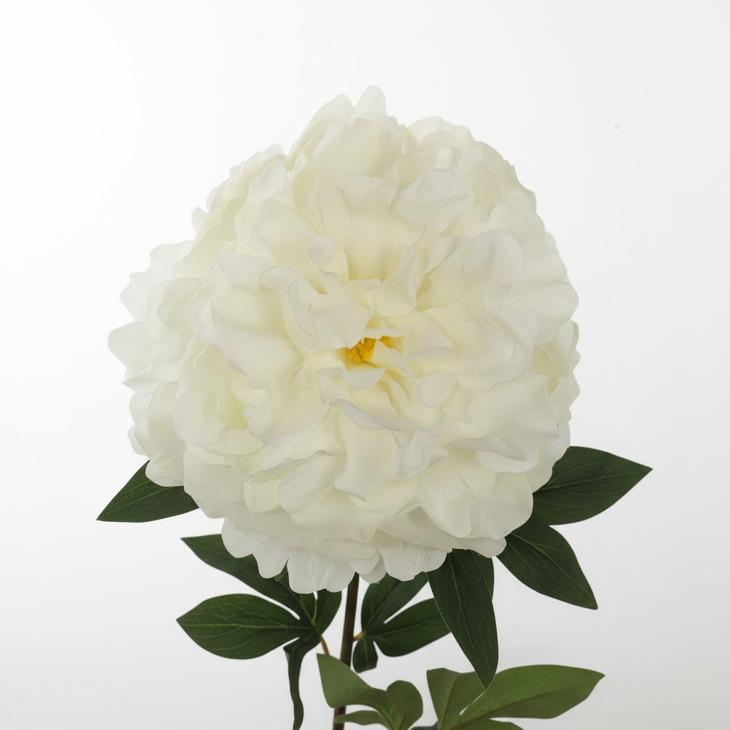 Mooie productfoto witte pioenroos