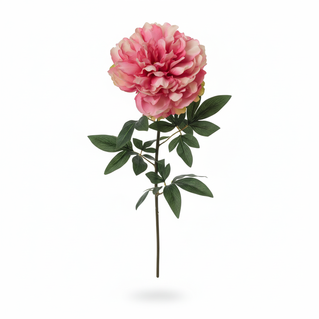 Rechtopstaande pioenroos productfoto