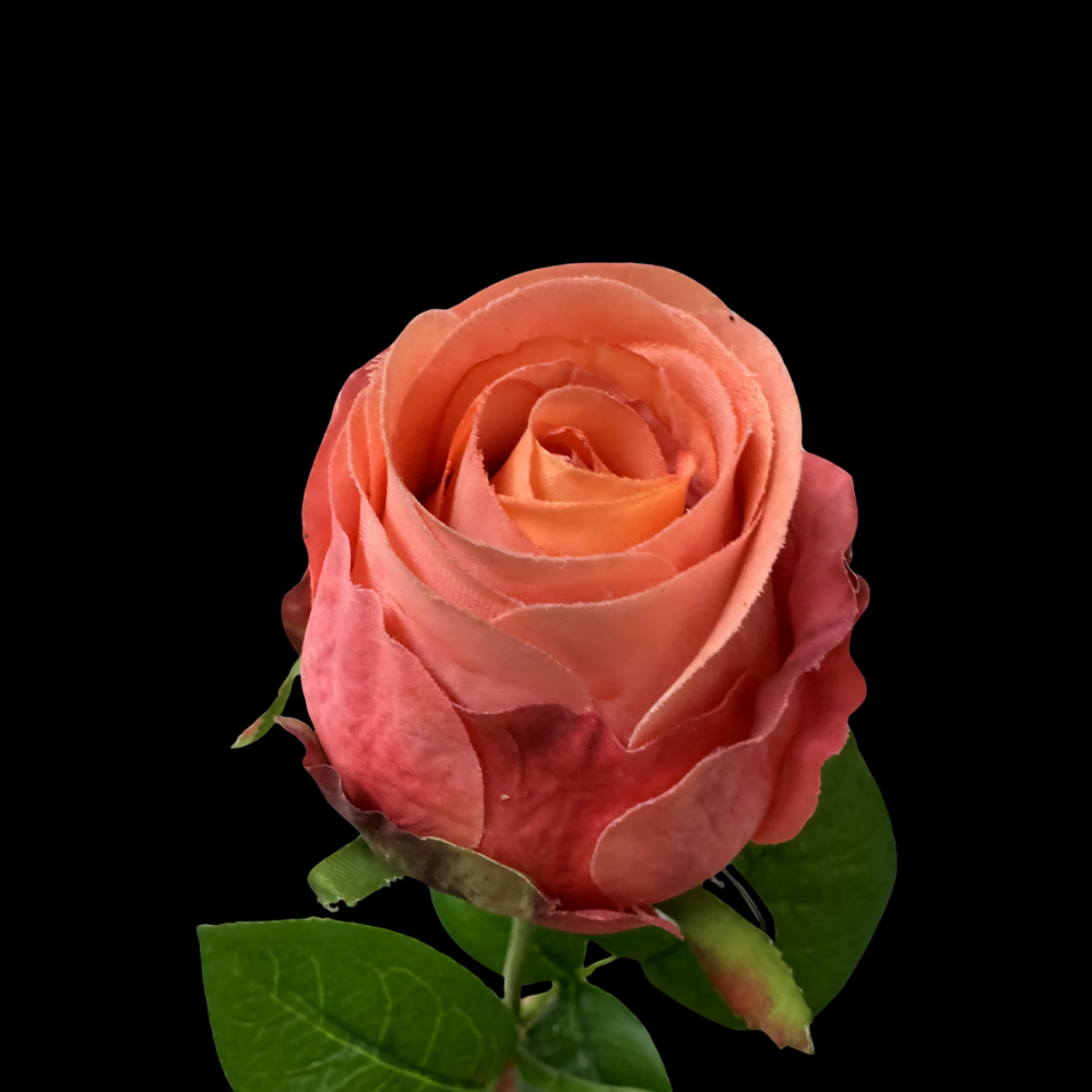 Klassieke hoogwaardige rozen 74 cm -FSA